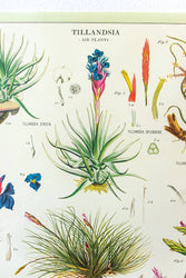 Tillandsia Scientific Chart (ONLINE ORDER ONLY)