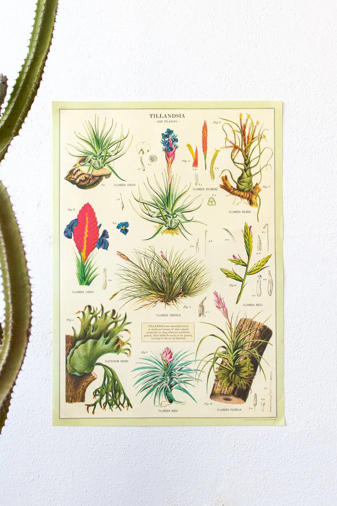 Tillandsia Scientific Chart (ONLINE ORDER ONLY)