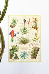 Tillandsia Scientific Chart (ONLINE ORDER ONLY)