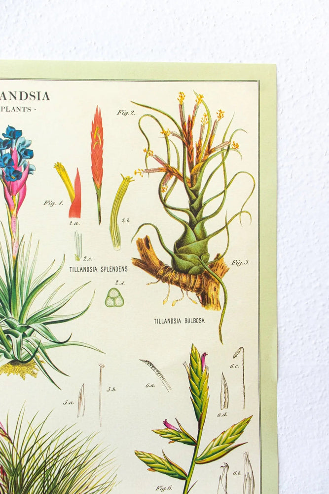 Tillandsia Scientific Chart (ONLINE ORDER ONLY)