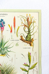 Tillandsia Scientific Chart (ONLINE ORDER ONLY)