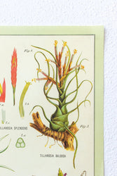 Tillandsia Scientific Chart (ONLINE ORDER ONLY)