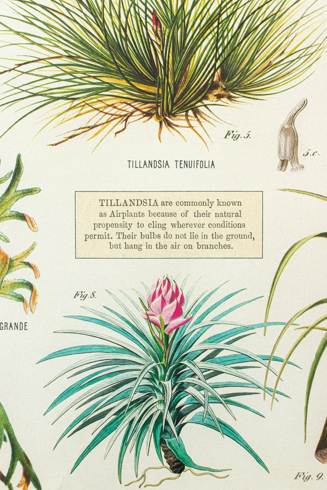 Tillandsia Scientific Chart (ONLINE ORDER ONLY)