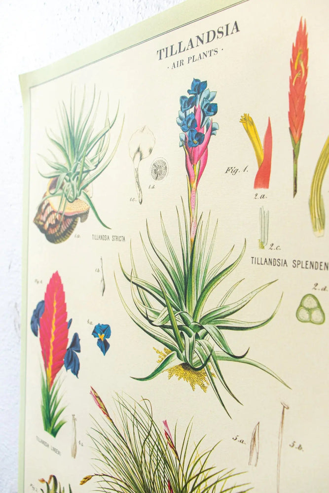 Tillandsia Scientific Chart (ONLINE ORDER ONLY)
