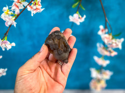 Raw TRUFFLE CHALCEDONY Specimens, also known as Womb Stone, Witches Wart Chalcedony, Chalcedony Balls (ONLINE ORDER ONLY)