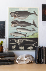 Whale Chart (ONLINE ORDER ONLY)