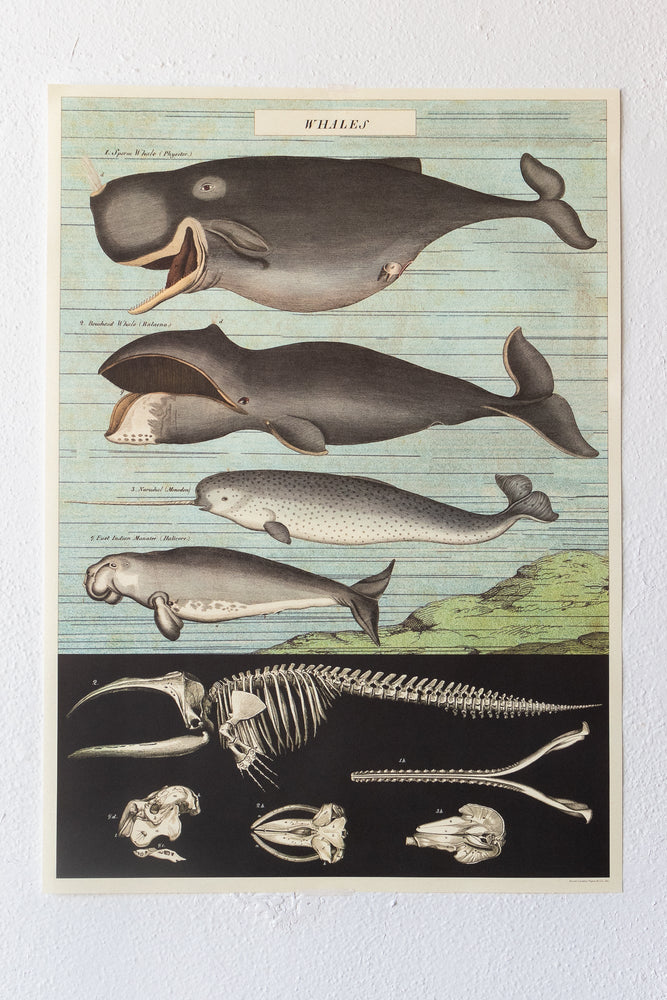 Whale Chart (ONLINE ORDER ONLY)