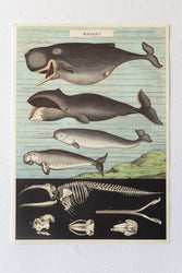 Whale Chart (ONLINE ORDER ONLY)