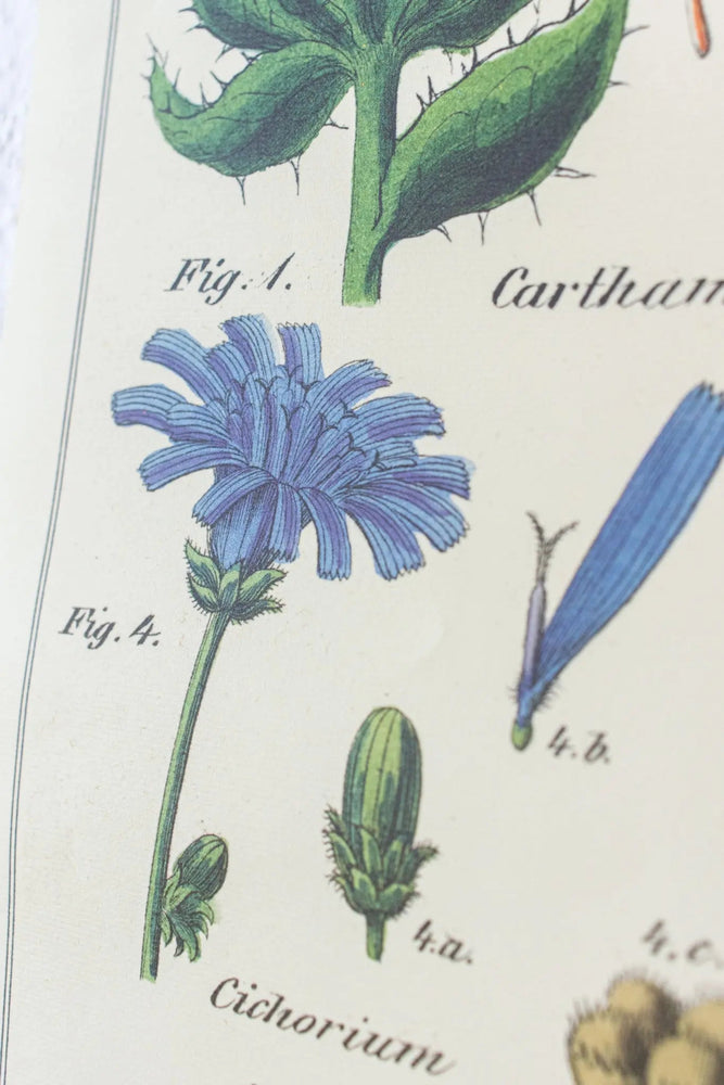 Wildflower Specimens Scientific Chart (ONLINE ORDER ONLY)