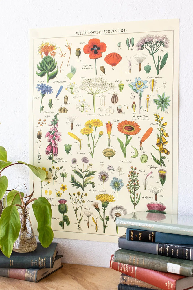 Wildflower Specimens Scientific Chart (ONLINE ORDER ONLY)