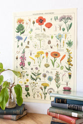 Wildflower Specimens Scientific Chart (ONLINE ORDER ONLY)