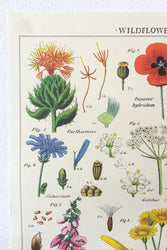 Wildflower Specimens Scientific Chart (ONLINE ORDER ONLY)