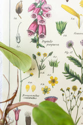 Wildflower Specimens Scientific Chart (ONLINE ORDER ONLY)