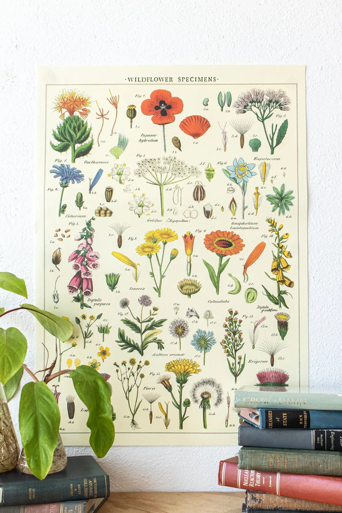 Wildflower Specimens Scientific Chart (ONLINE ORDER ONLY)