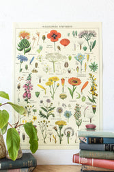 Wildflower Specimens Scientific Chart (ONLINE ORDER ONLY)