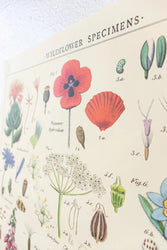 Wildflower Specimens Scientific Chart (ONLINE ORDER ONLY)