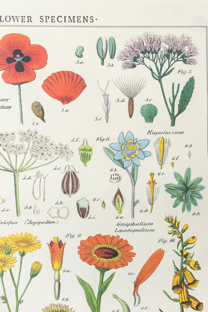 Wildflower Specimens Scientific Chart (ONLINE ORDER ONLY)