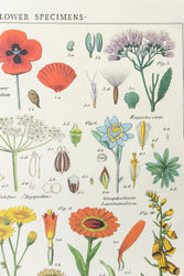 Wildflower Specimens Scientific Chart (ONLINE ORDER ONLY)