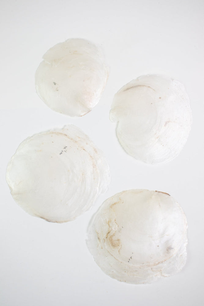 Windowpane Oyster Shell (Single) (ONLINE ORDER ONLY)